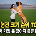 초대형견 크기 순위 TOP 5 - 그레이트 데인과 여성의 크기 비교, 세상에서 가장 큰 강아지 종류 완벽정리