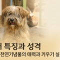 삽살개 특징 성격 귀신 쫓는 천연기념물 매력 키우기 실전 팁
