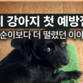강아지 첫 예방접종 깜순이 백신 일정 보호자 반응