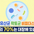강아지 유산균 락토균 비피더스균 차이 면역