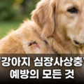 강아지 심장사상충 예방 모든 것 총정리
