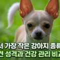 세상에서 가장 작은 강아지 종류 TOP5 초소형견 성격 건강 관리 비교