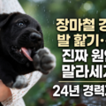 장마철 강아지 말라세지아 피부염 — 발 핥기와 쉰내 원인 분석 (24년 경력자)
