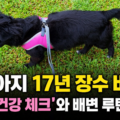 강아지 오래 사는 법 17년 장수견 깜순이 건강 루틴