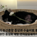 강아지 유선종양 증상 수술비용 면역항암제