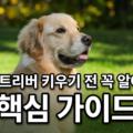 골든리트리버 키우기 전 꼭 알아야 할 핵심 가이드