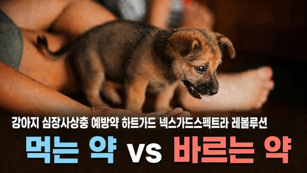 강아지 심장사상충 예방약 하트가드 넥스가드스펙트라 레볼루션 - 먹는 약 vs 바르는 약 비교 썸네일
