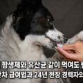 강아지 항생제와 유산균 같이 먹여도 될까요 — 시간차 급여법과 24년 현장 경력자의 결론