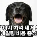 강아지 치석 제거 스케일링 비용 총정리 구강관리