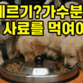 강아지 알레르기 가수분해 사료 선택 기준 추천