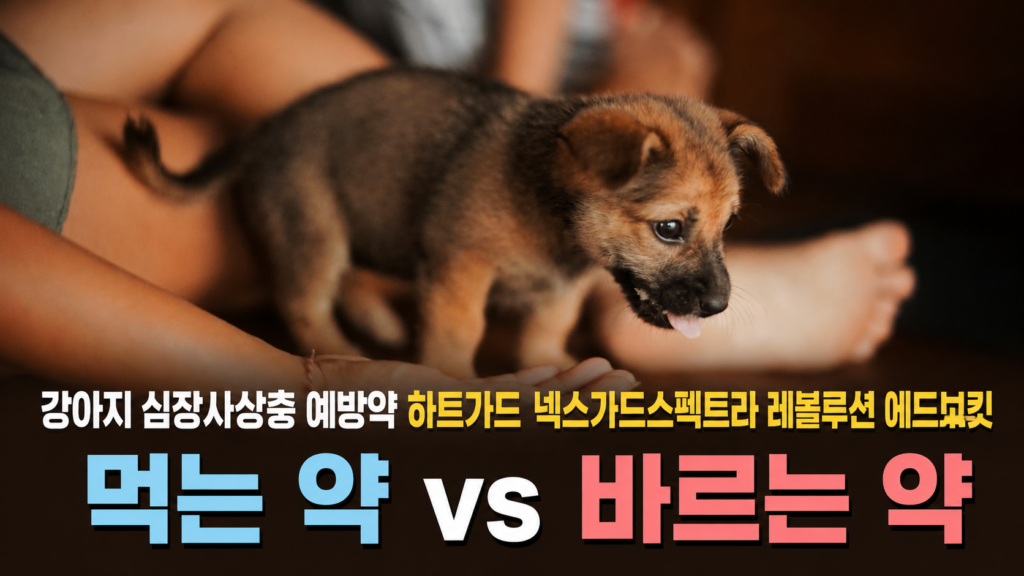 강아지 심장사상충 예방약 하트가드 넥스가드스펙트라 레볼루션 에드보킷 비교