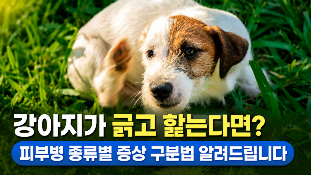 강아지가 긁고 핥는다면 피부병 종류별 증상 구분법