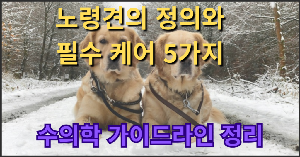 노령견 정의 필수 케어 5가지 수의학 가이드라인