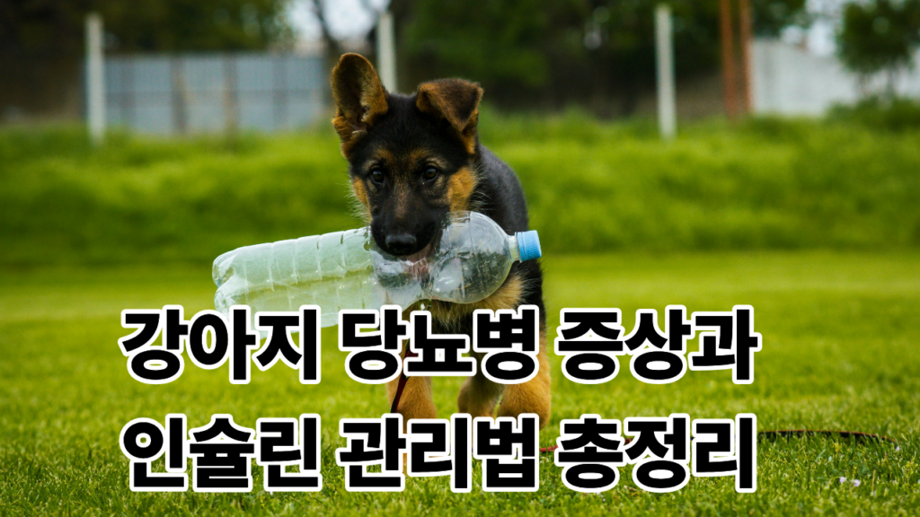 강아지 당뇨병 증상 인슐린 관리법 총정리