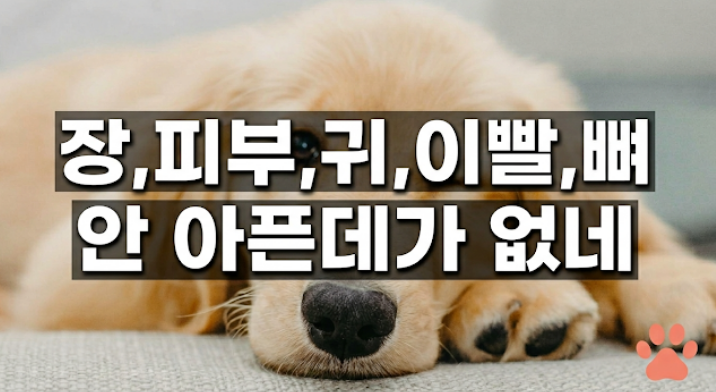 강아지 장 피부 귀 이빨 뼈 아픈곳 5군데 증상