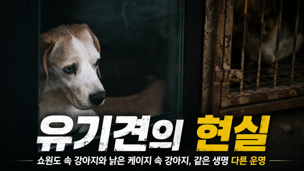 유기견의 현실 쇼윈도 속 강아지와 낡은 케이지 속 강아지 같은 생명 다른 운명