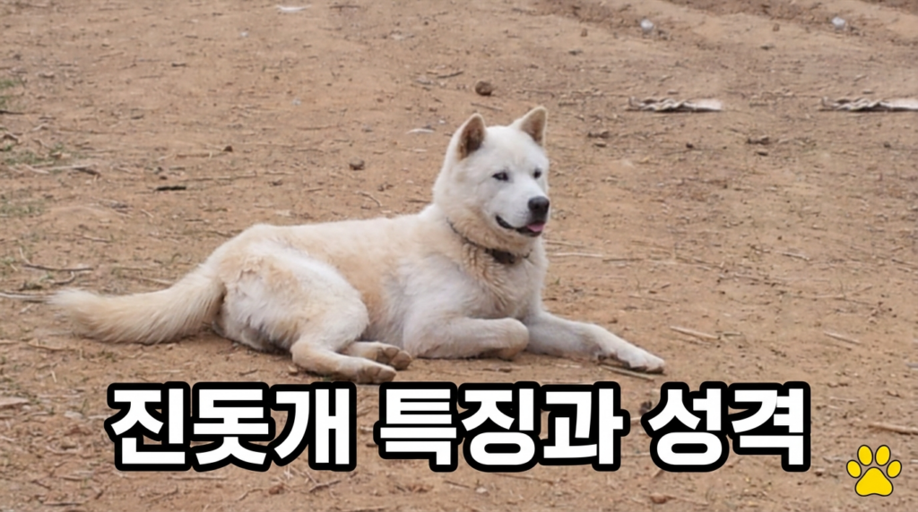 진돗개 특징과 성격 키우기 주의사항 천연기념물
