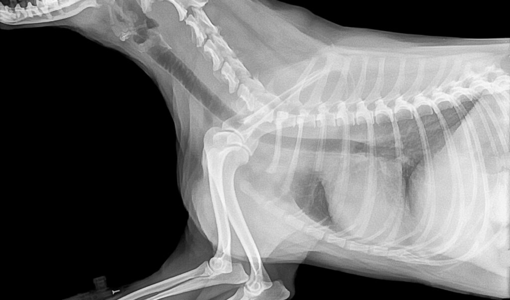이물질이나 큰 간식이 목에 걸린 상황을 확인하기 위한 강아지 상반신 엑스레이(X-ray) 촬영 사진