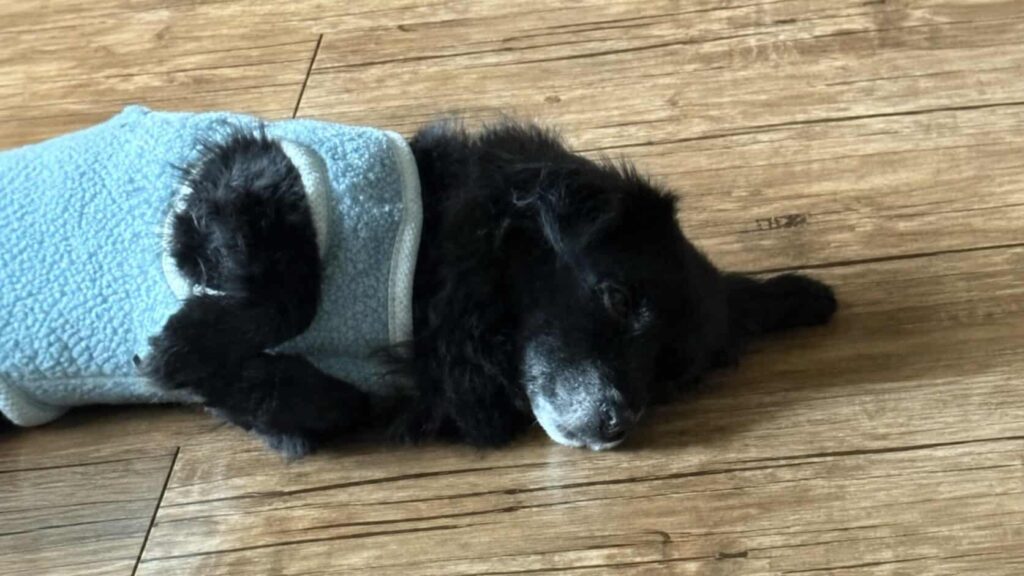 거실에서 평화롭게 쉬고 있는 17살 깜순이 - 강아지 간질을 처음 발견한 그날도 이렇게 자고 있었어요