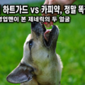 강아지 하트가드 vs 카피약 정말 똑같을까, 24년 영업맨이 본 제네릭의 두 얼굴