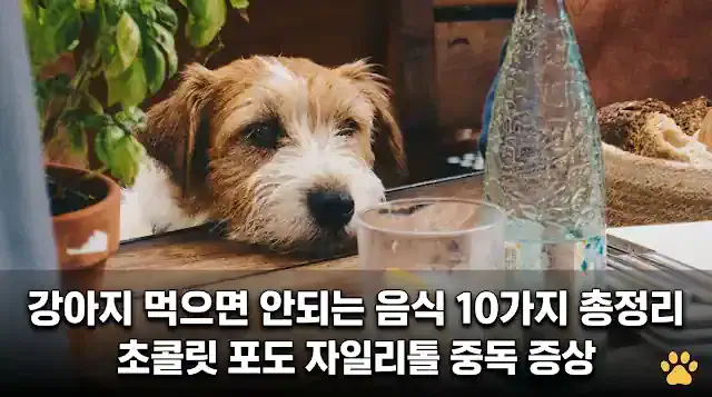 강아지 먹으면 안되는 음식 10가지 총정리 초콜릿 포도 자일리톨 중독 증상