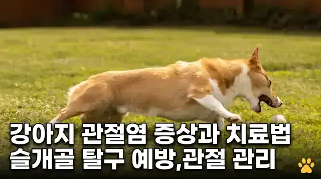 강아지 관절염 증상과 치료법 슬개골 탈구 예방 관절 관리