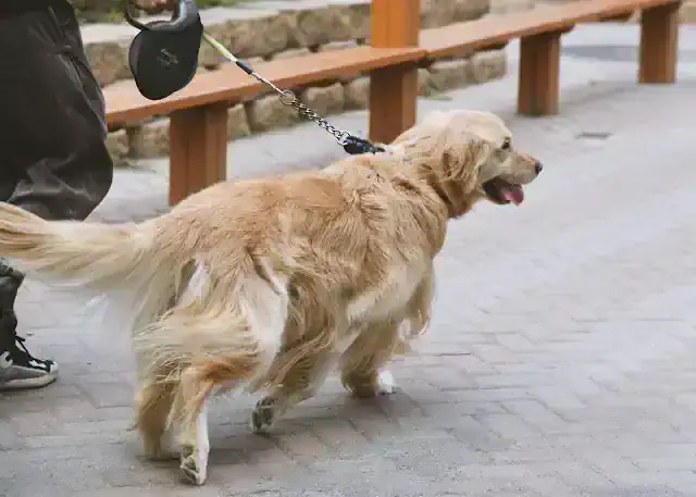 목줄을 앞으로 당기는 골든리트리버 강아지