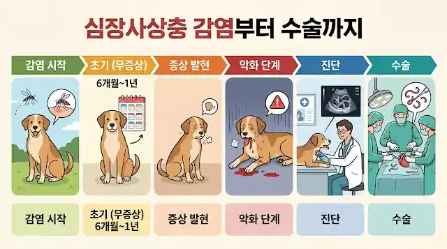 강아지 심장사상충 감염부터 수술까지 진행 단계 인포그래픽