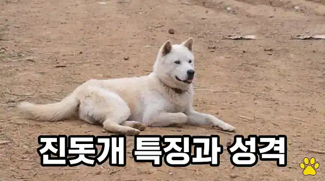 진돗개 특징과 성격, 충성심부터 귀가 본능까지 키우기 전 꼭 알아야 할 모든 것