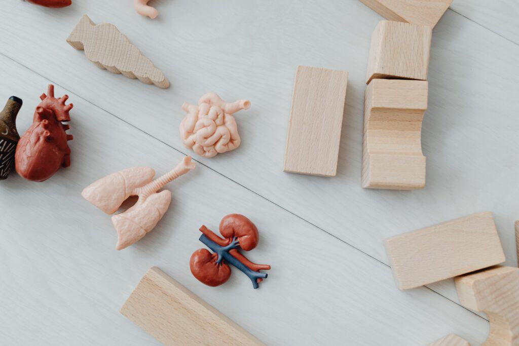 콩팥 위에 위치한 부신을 보여주는 해부 일러스트
