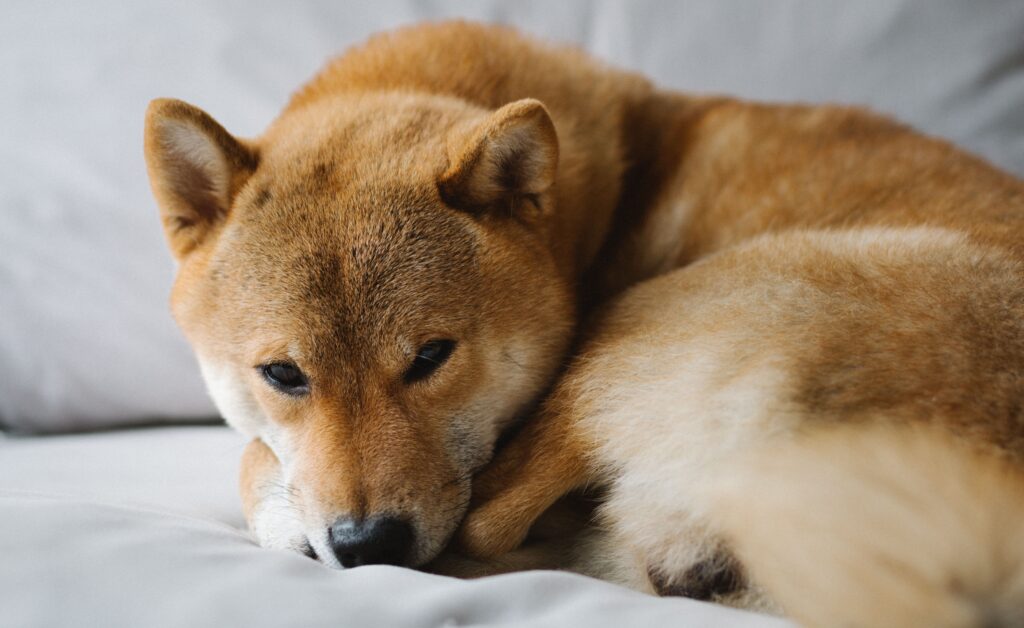 몸을 동그랗게 말고 누워있는 강아지 — 보호자 부재로 인한 상황적 우울 반응