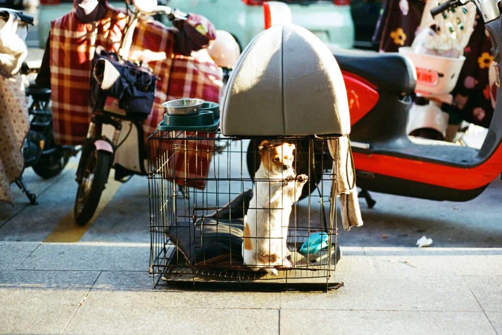 좁은 케이지 안에서 서성이는 강아지 &mdash; 단조로운 환경과 강박