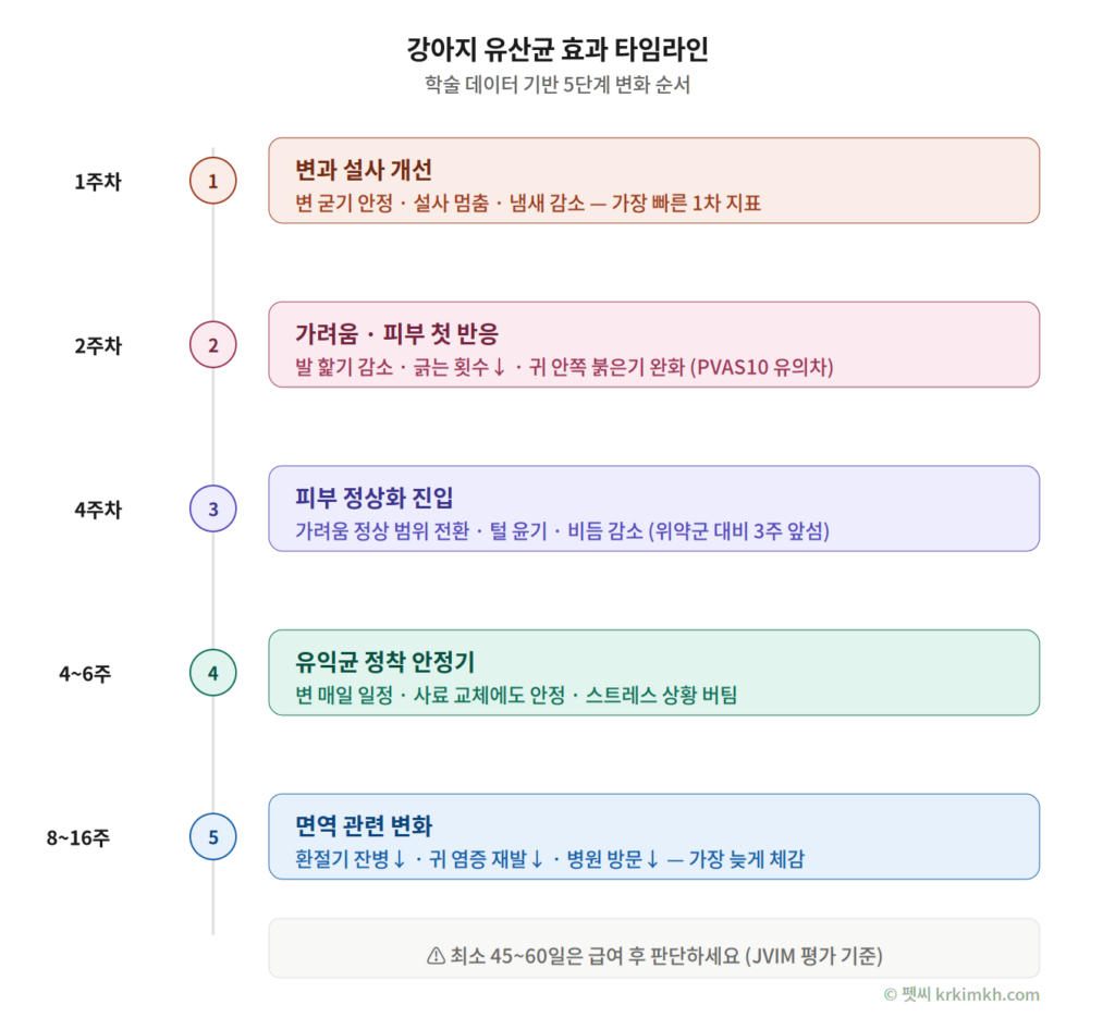강아지 유산균 효과 타임라인 인포그래픽 1주차 변 개선부터 8주에서 16주차 면역 변화까지 5단계