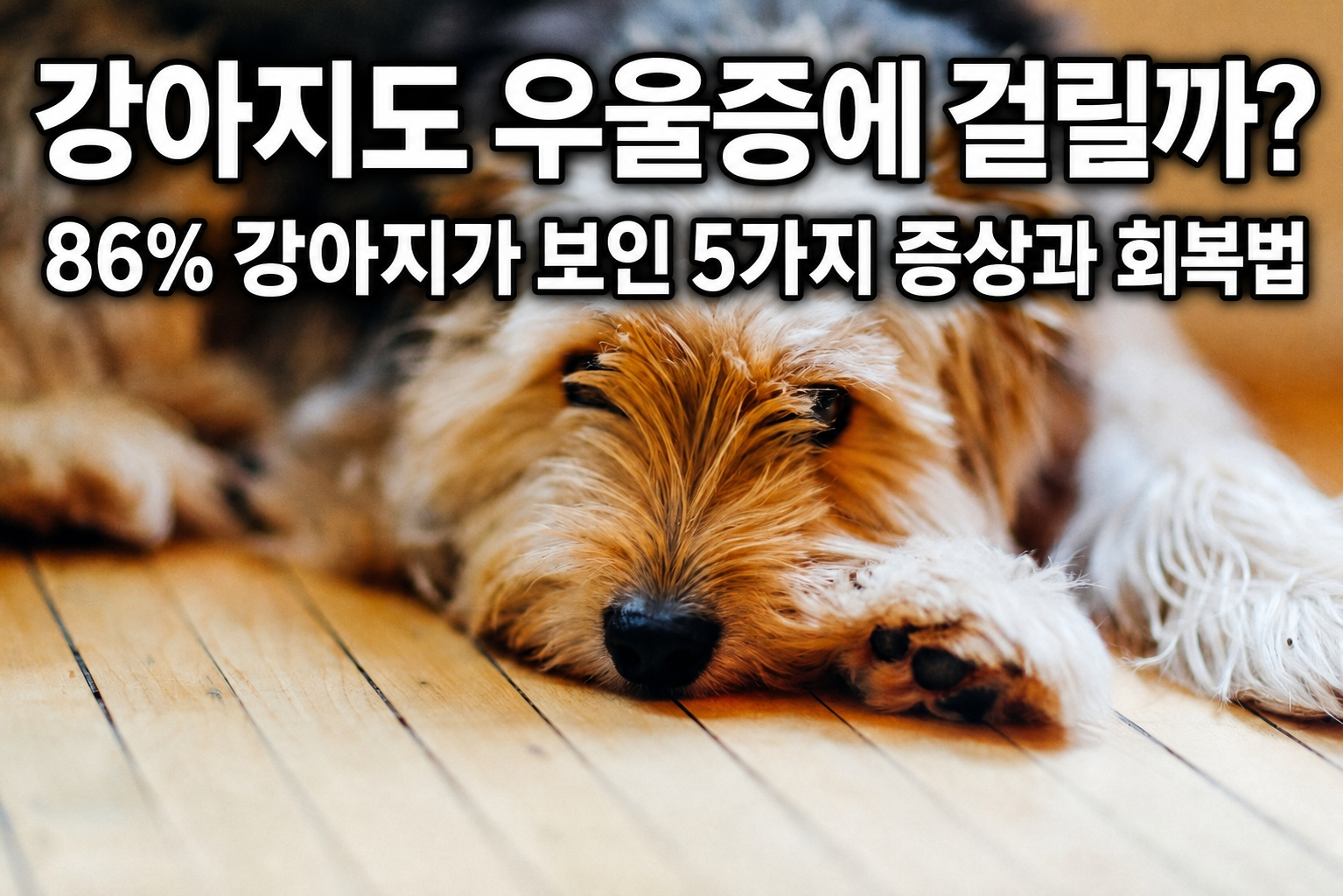 강아지도 우울증에 걸릴까? 86% 강아지가 보인 5가지 증상과 회복법