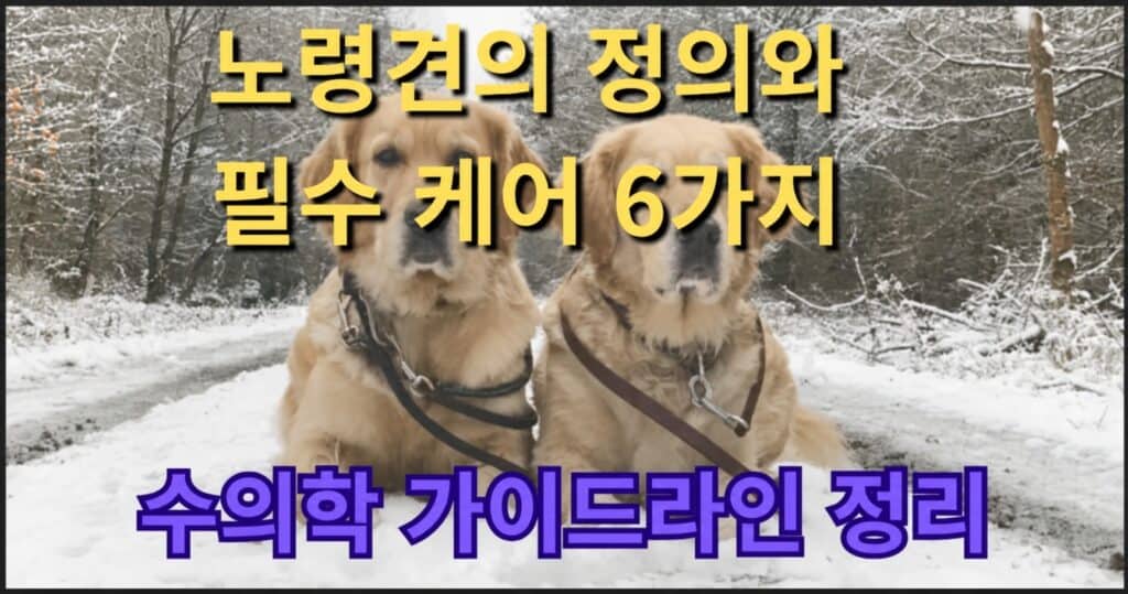노령견 관리 6가지 필수 케어법 건강검진 영양제 치매예방 구강관리
