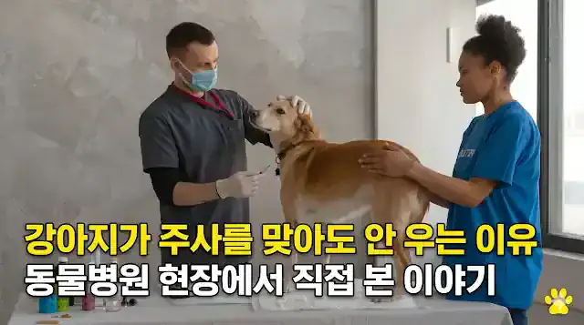강아지가 주사를 맞아도 안 우는 이유에 대해 설명하는 전문가 블로그 썸네일