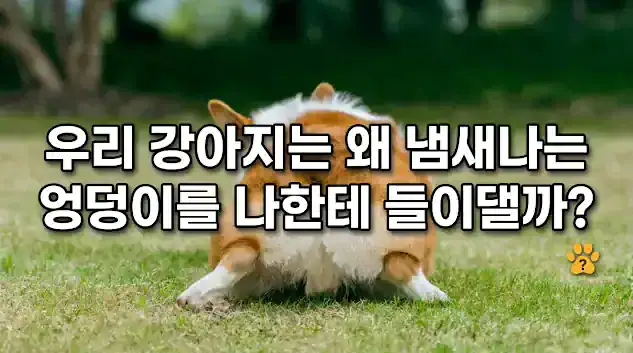 강아지 엉덩이 들이미는 이유 애정 표현 신뢰
