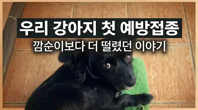 강아지 예방접종 시기 비용 종류 스케줄