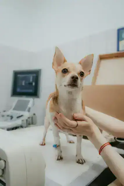 동물병원 진료대 위에서 수의사에게 진찰받고 있는 치와와