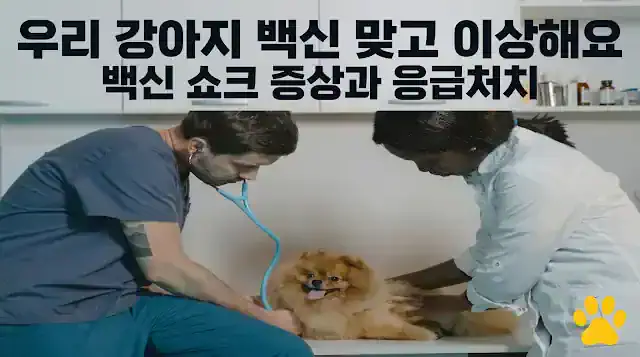 강아지 백신 쇼크 증상과 응급처치 - 수의사가 포메라니안을 진찰하는 장면