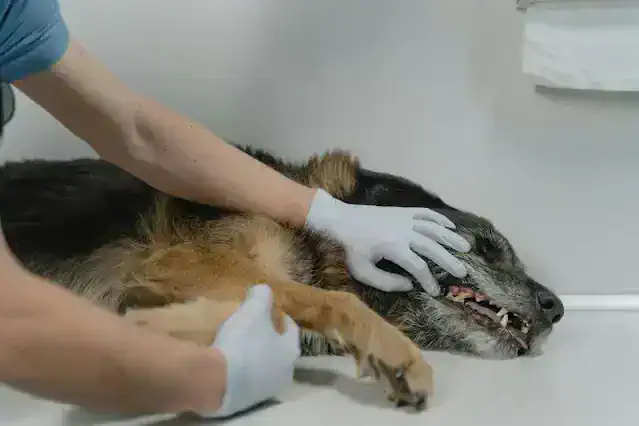 Sick German Shepherd dog lying on veterinary table being examined by doctor with gloves