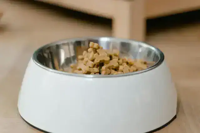 여름철 강아지 사료 보관법