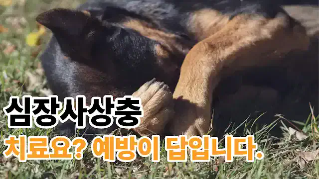 German Shepherd dog lying weakly on grass heartworm prevention