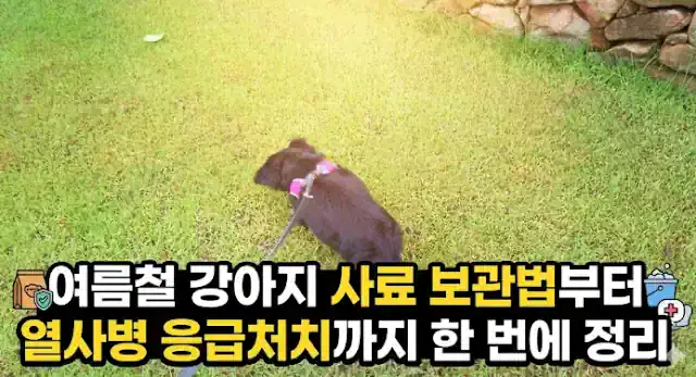 여름철 반려견 건강관리