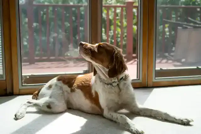 indoor dog near window mosquito heartworm risk