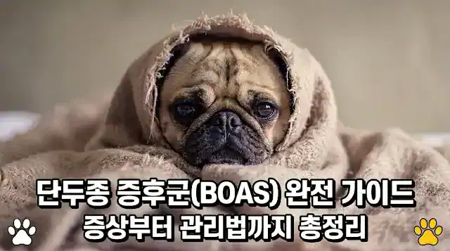 단두종 증후군(BOAS) 완전 가이드