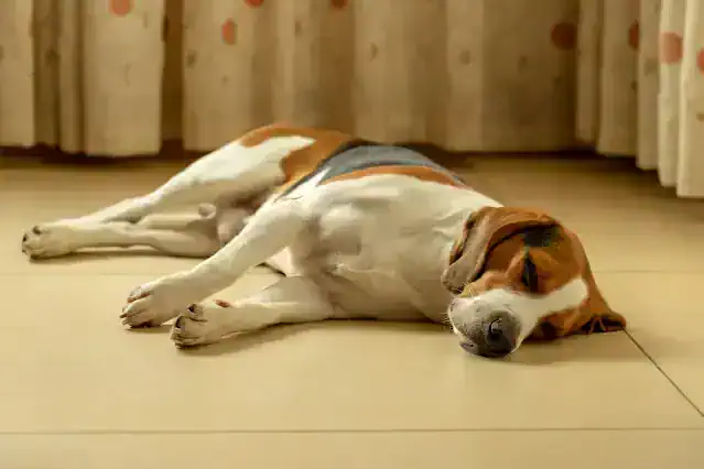 lethargic beagle dog lying on floor weak no energy