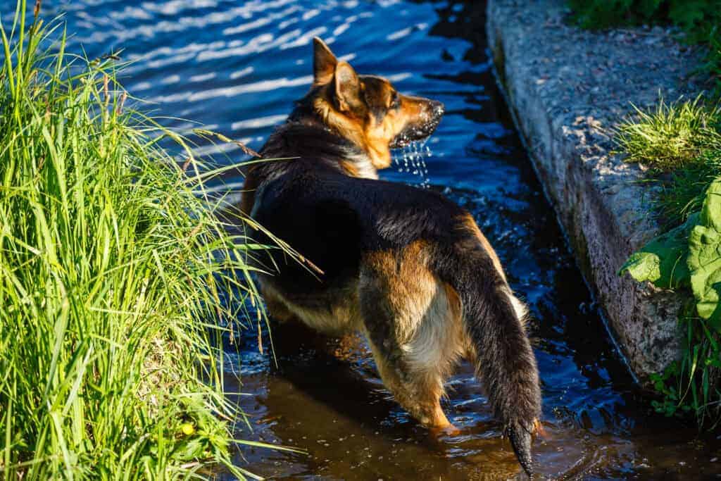 야외 웅덩이 물을 마시는 강아지 - 오염된 고인 물은 렙토스피라 주요 감염 경로