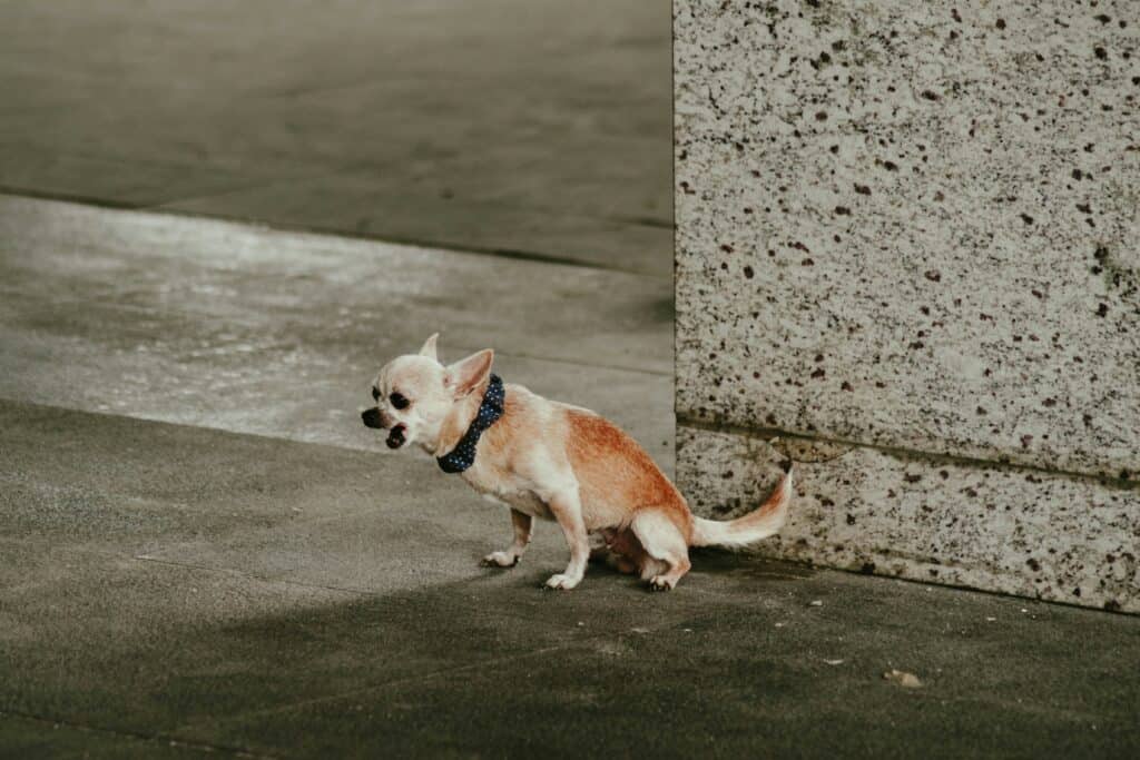 야외에서 배변 자세를 취하고 있는 강아지