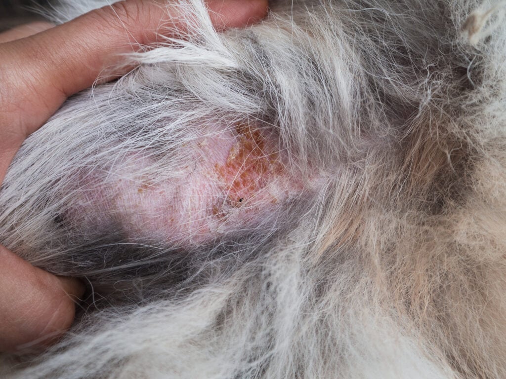 털을 헤쳐 드러난 강아지 피부의 붉은 발적과 탈모 부위 클로즈업, 링웜 의심 병변
